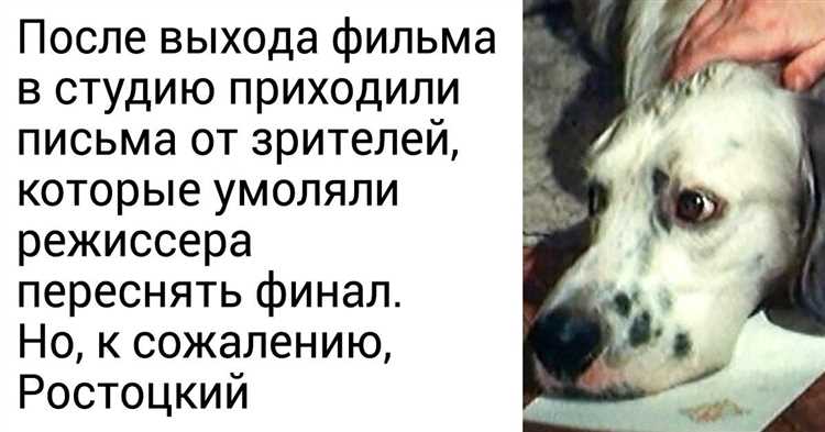 Финал культового фильма Чем закончился фильм «Белый Бим Черное ухо»